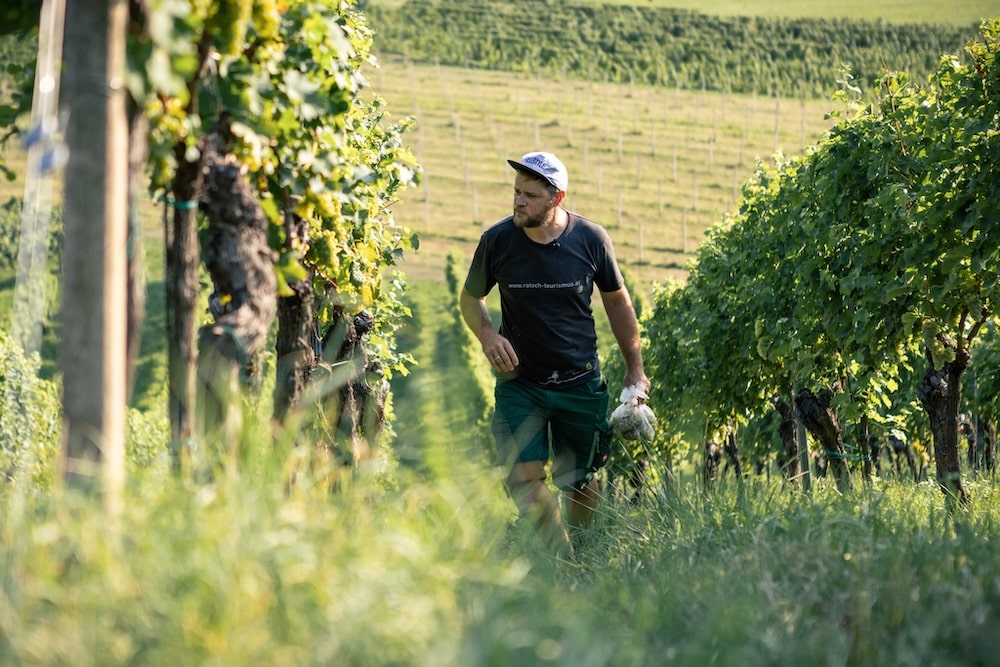 Johannes Gross im Weinberg beim Ernten
