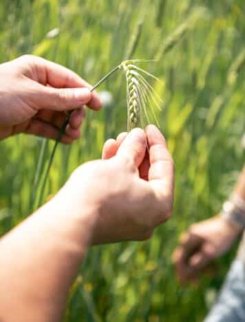 Hand hält ein Weizenhalm auf dem Feld